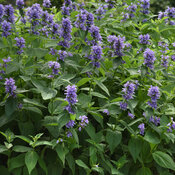 nepeta_prelude_blue_landscape_landscape.jpg