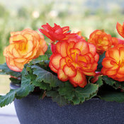 Nonstop® Fire - Tuberous Begonia - Begonia x tuberhybrida