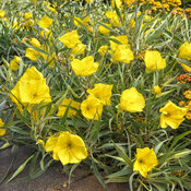 oenothera_evening_sun_garden_garden.jpg