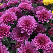Paradiso Pink Garden Mum - Chrysanthemum grandiflorum | Proven Winners