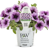 petunia_supertunia_bordeaux_classic.jpg