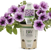 petunia_supertunia_bordeaux_eco_grande.jpg