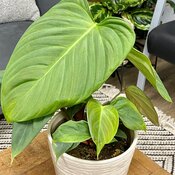 philodendron_nangaritense_prisacolor_fozzie_fuzzy_petiole_tag.jpg