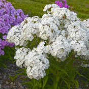 phlox_opening_act_white.jpg