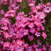 Phlox Luminary Pink Lightning