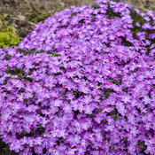 Spring Bling® 'Rose Quartz' - Hybrid Spring Phlox - Phlox hybrid