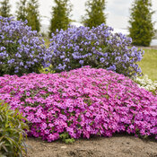 Creeping Phlox Spring Bling Ruby Riot