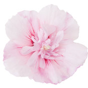pink_chiffon_hibiscus.jpg