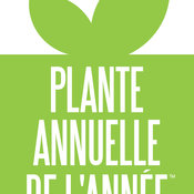 plante_annuelle_de_lannee