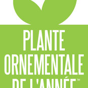 plante_ornementale_de_lannee