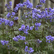 polemonium_heaven_scent_cjw19_3.jpg