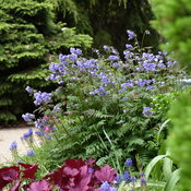 polemonium_heaven_scent_cjw19_4.jpg