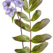 'Heaven Scent' - Jacob's Ladder - Polemonium