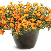 portulaca_mojave_mango_mono.jpg