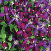 proven_winners_clematis_sweet_summer_love.jpg