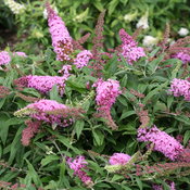 pugster_pink_butterfly_bush_flowers.jpg
