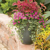 Proven Accents® Glacier - Ivy - Hedera helix | Proven Winners