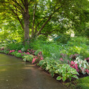 rain_garden_075.jpg