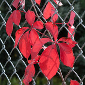 Red Wall Parthenocissus (Virginia Creeper)