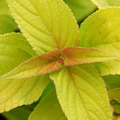 salvia_golden_delicious_fol_closeup_brent_horvath.jpg