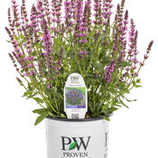 salvia_pink_profusion_1-gal.jpg