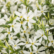 scaevola_stardiva_white_tag.jpg