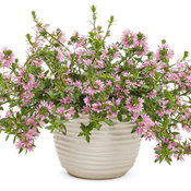 scaevola_whirlwind_pink_mono.jpg