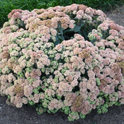 sedum_coraljade.jpg