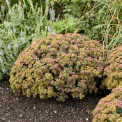 sedum_coraljade_apj21_4.jpg