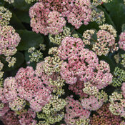 sedum_coraljade_apj22_3.jpg