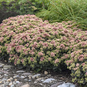 Rock 'N Grow® 'Coraljade' - Stonecrop - Sedum hybrid