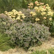 sedum_coraljade_cjw21_1.jpg