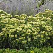 sedum_lemonjade_cjw15_3.jpg