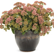 sedum_rock_n_grow_coraljade_mono.jpg