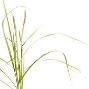 Graceful Grasses® 'Sky Rocket'