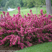 Pure Pink Sonic Bloom Weigela - 1 Gallon Container - Grimm's Gardens