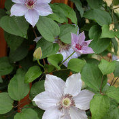 Still Waters Clematis