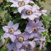 Still Waters™ Clematis