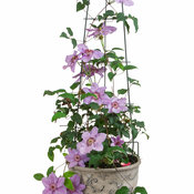 Still Waters™ Clematis