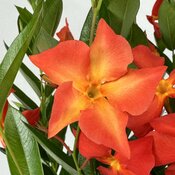 Sun Parasol® Fired Up Orange - Dipladenia hybrid