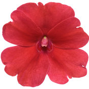 sunpatiens_compact_fire_red_macro-01.jpg