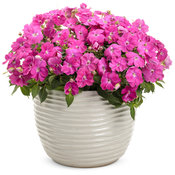 sunpatiens_compact_neon_pink.jpg