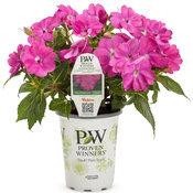 sunpatiens_compact_neon_pink_grande.jpg