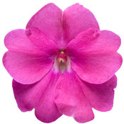 sunpatiens_compact_neon_pink_macro-01.jpg