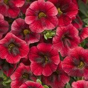 Superbells® Pomegranate Punch™ - Calibrachoa hybrid