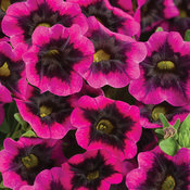 Superbells® Blackcurrant Punch™ - Calibrachoa hybrid