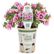 superbells_double_smitten_pink_grande_eco-pot.jpg