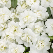 Superbells® Double White - Double Calibrachoa - Calibrachoa hybrid