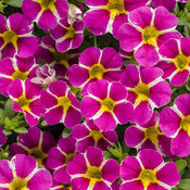 Superbells® Rising Star™ - Calibrachoa hybrid