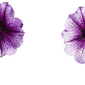 supertunia_bordeaux_001.jpg